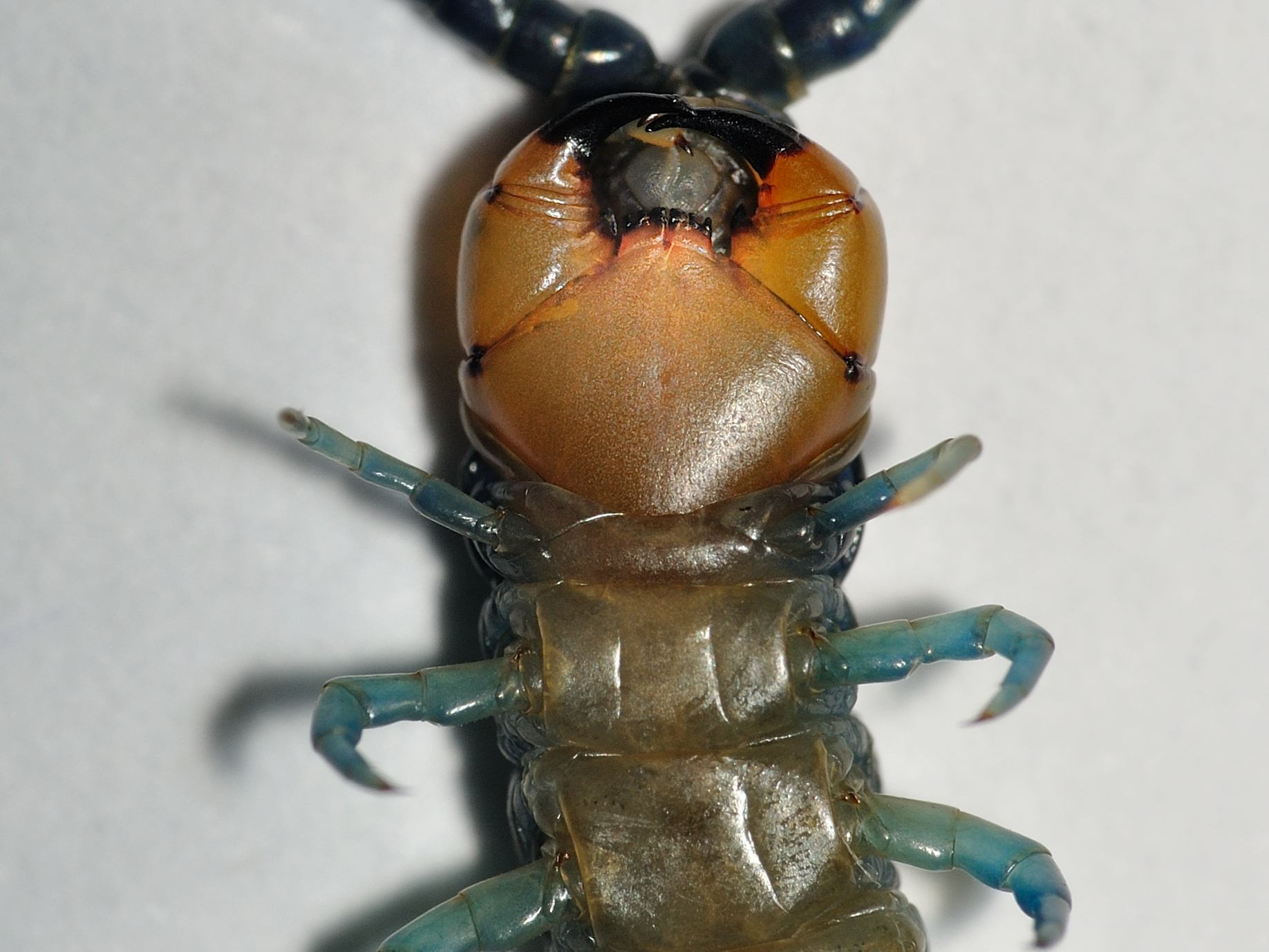 Scolopendridae - Scolopendra oraniensis